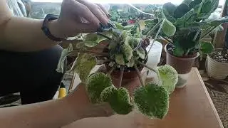 Укоренение пасынков фиалки