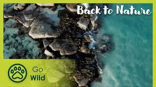 The Fires of Larapuna | Back to Nature 105 | Go Wild