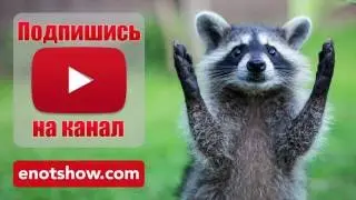 Круче котиков могут быть только енотики! [ENOT SHOW]