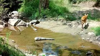 Mbreti i Alpeve tona, Kaprolli autokton.