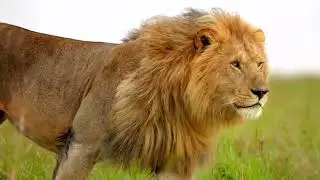 King Lion attractive walk style -wildlife videos-4k Nature(Ultra  HD) | Nature's Sweet Tales