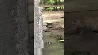 🐍 Cat vs. Snake – A Raging Battle! 🐱