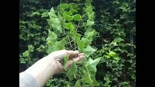 The Green Wall Зеленая стена из живых растений
