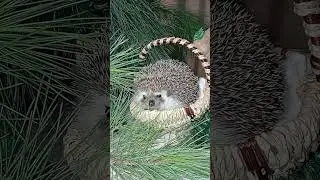 С наступающим Новым Годом!!!
