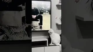 Tiktok:Kapristhepug 