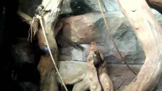 Мартышки