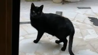 Guardo dalla finestra e c'è un gatto nero stupendo