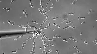 Dictyostelium chemotaxis to cAMP