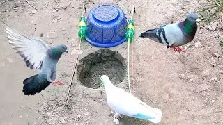 Easy DIY pigeon trap - Simple Underground Bird Trap Using Basket