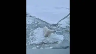 БЕЛЫЕ МЕДВЕДИ В АРКТИКЕ. ВСТРЕЧА С БЕЛЫМИ МЕДВЕДЯМИ.