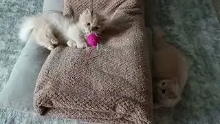 Cute Kitten
