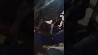 İnekten süt almadan önce dezenfekte edilmeli. Sonra sağım yapmalı.