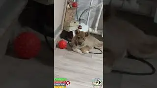 Играет,значит идёт на поправку