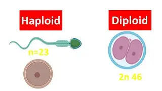 Haploid vs Diploid Cell for beginners | Difference between Haploid and Diploid Cell |
