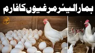 White Layer murgi Farm | layer murgi farming in pakistan | layer murgi | layer farming