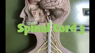 Spinal Cord 3