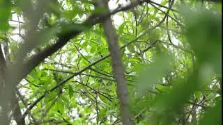 Соловей - красношейка Luscinia calliope фрагмент песни