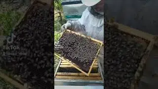 успіх або смерть