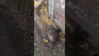 работа самодельного тыквенного комбайна