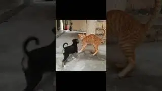 cutest fight ever #cat #dog #gingercat #catlover #funny youtube