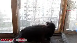 🐱 Защитная сетка решетка антикошка (нестандартный проект и крепеж) на деревянный балкон КОТ Stop