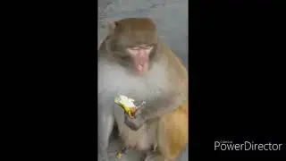 Serving Animals - (Serving is Divine)