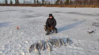 Мы снова на льду, ловим щуку на жерлицы.