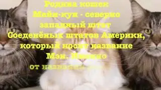 Кошачьи новости #7