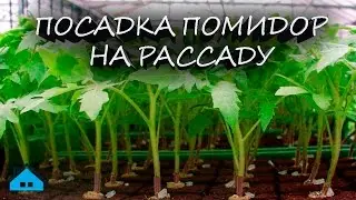 Посадка помидор на рассаду