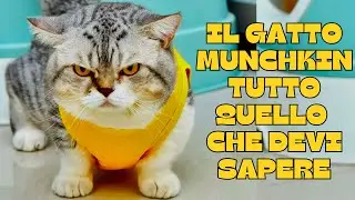 🐾The Munchkin cat: everything you need to know! 🐾