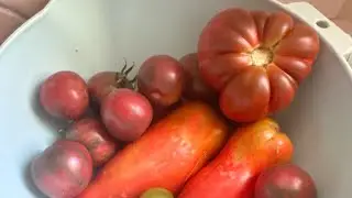 Heirloom tomato garden tour.