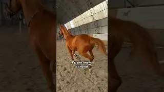 Газани сильнее! МотоЛошадь😅 #horses #лошади #equestrian