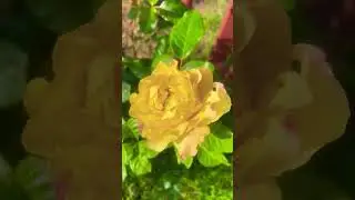 Мои плетистые и кустовые розы