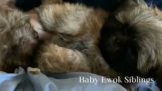 Baby Ewok Siblings