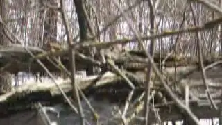 Chipmunk love