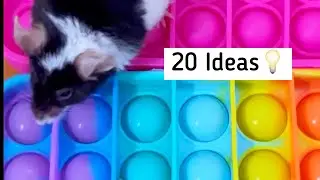 20 Fun Things To Do With Pet Mice