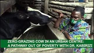 ZERO-GRAZING COW IN AN URBAN CENTRE: A PATHWAY OUT OF POVERTY#viral #viralvideo #farming