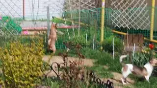 Милочка  май 2018