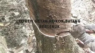 TOREH GETAH POKOK BATANG BERLEKUK