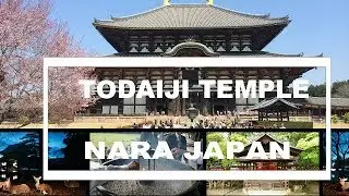 VISIT Todaiji Temple in Nara Japan