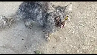 From Despair to Hope Rescue of a Stray Cat Missing an Eye and Starving