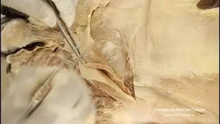 Part-3: Inguinal canal