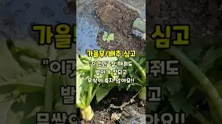 가을무/배추 심고 이것만 잘 해줘도 발아가 잘되고 무싹배추가 시들어 말라 죽지 않아요 #무키우기 #텃밭농사