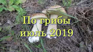 По грибы июль 2019