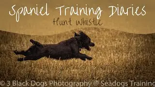 Gundog Training - Hunt Whistle Training