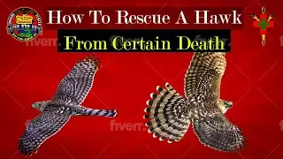 3.13 Saving a Young Coopers Hawk #animals #hawks