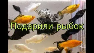 Подарили рыбок