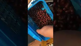 Am I Gonna Buy These? #maybe #insects #bugs #youtubeshorts