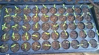Eggplant and Vegetable Farming.Update Part 2