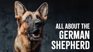 All About The German Shepherd
